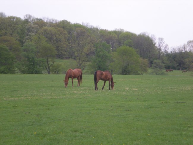 2-old_mares_photo_2011