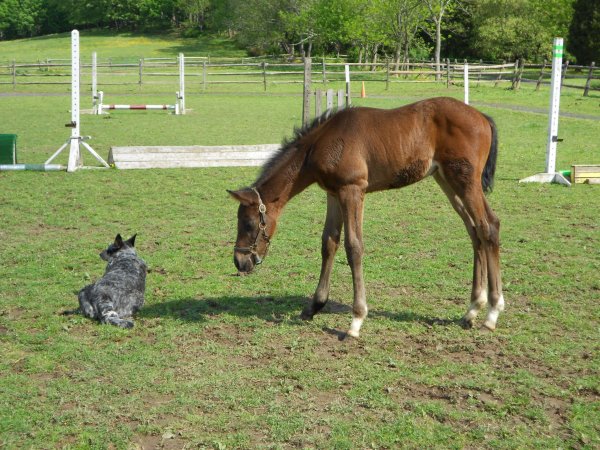 frosty colt 2012