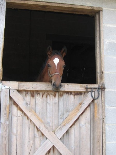 horse by door photo 2008