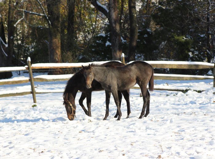kitcatsnow_photo_2011