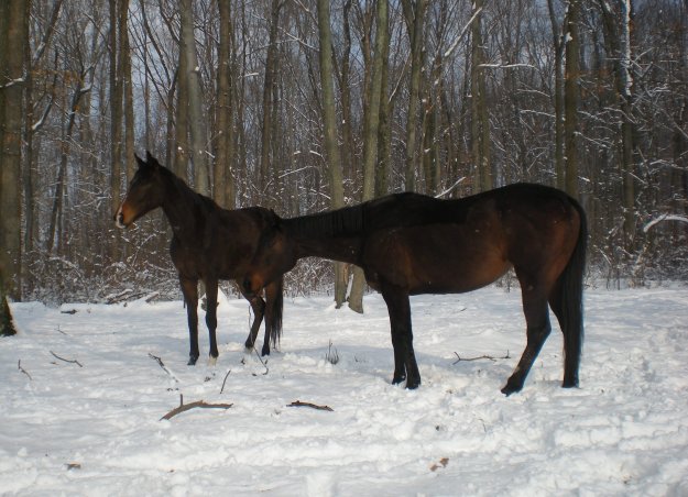 lightning_snow_photo_2011