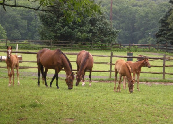 mares & foals July