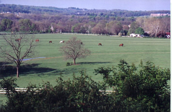 View of the Meadow