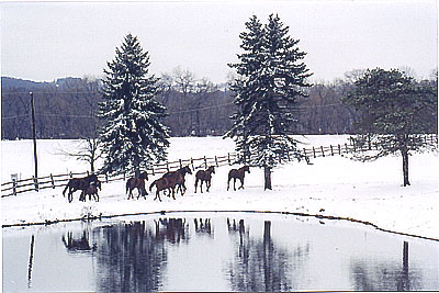 View of the Meadow