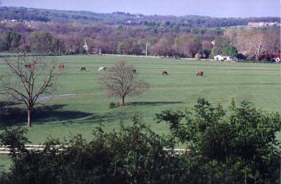View of the Meadow
