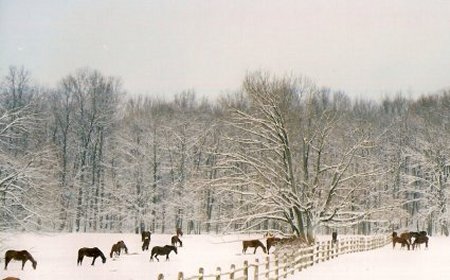 View of the Meadow