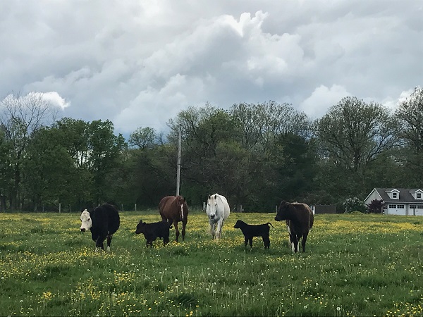 View of the Meadow in Spring