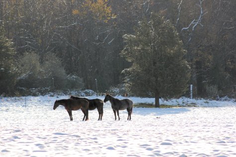 View of the Meadow