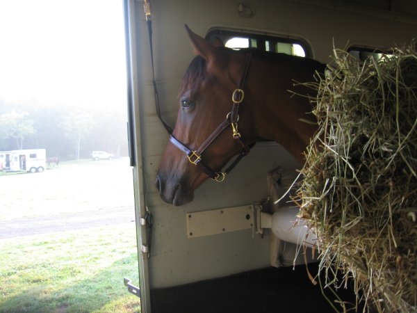 horse by door photo 2008