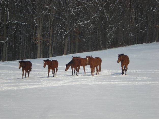 snow1_photo_2011