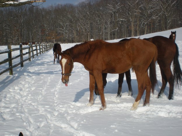 snow2_photo_2011