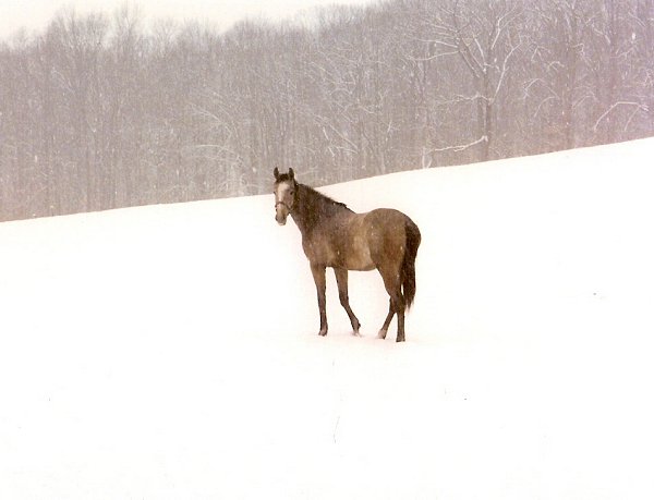 stormysnow photo 2008