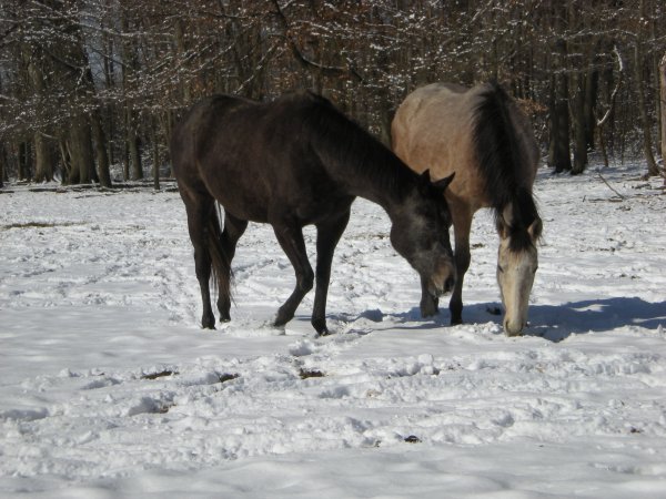 Two Greys
